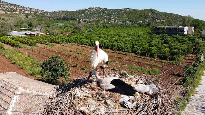 'Portakal' 4 yıldır çok sevdiği mahalleye geliyor