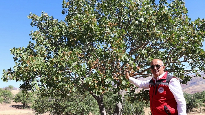 'Sivas'ta yetişmez' denilen ürünler meyvelerini verdi