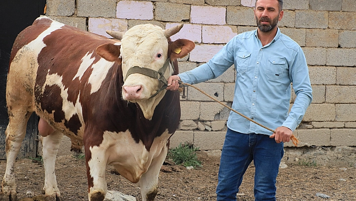 1 tonluk 'Çalo'  alıcısını bekliyor