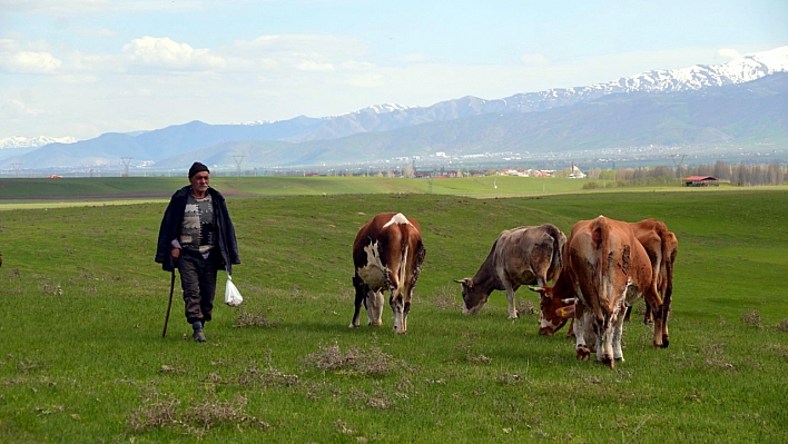 150 bine çoban bulunamıyor