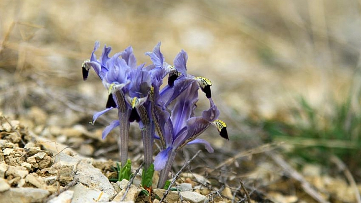 Baharın müjdecisi nevruz çiçekleri açtı