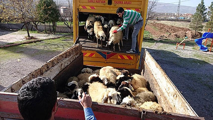 Çiftçilere tavuk ve koyun dağıtıldı