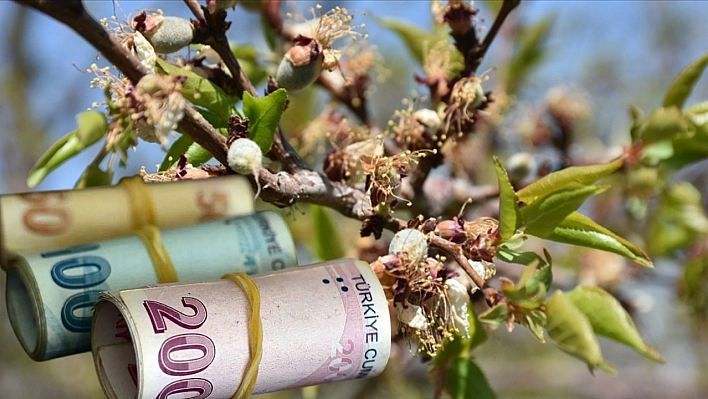 2025'e damga vurdu: Zirai don hasar faturasında başı çekti