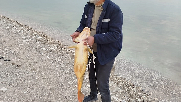 21 kiloluk sazan yakaladı, mutluluğu tebessüm ettirdi