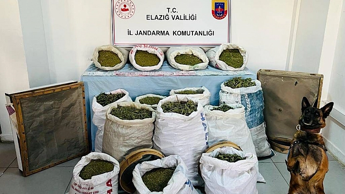 241 kilo esrar ele geçirildi