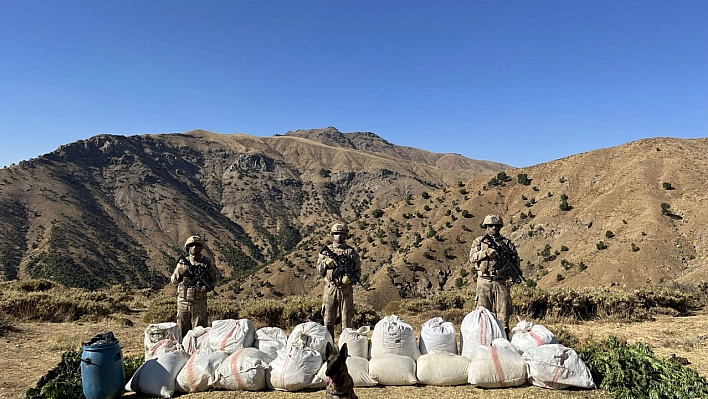 3 milyon kök kenevir ele geçirildi