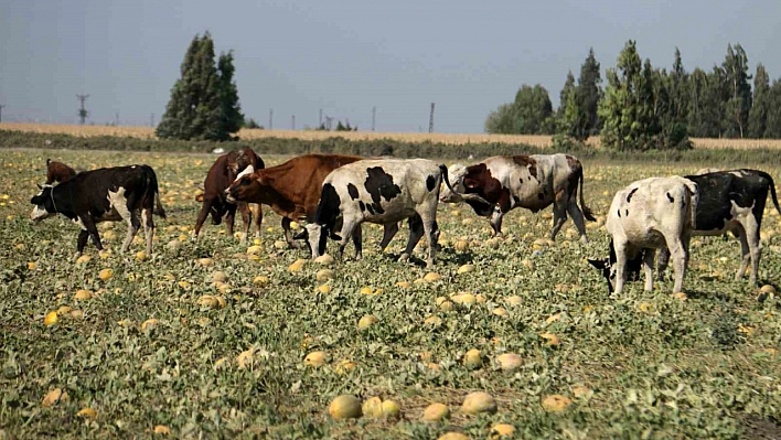 300 Dönüm Kavun Depremzede Vatandaşlara Bırakıldı!!!