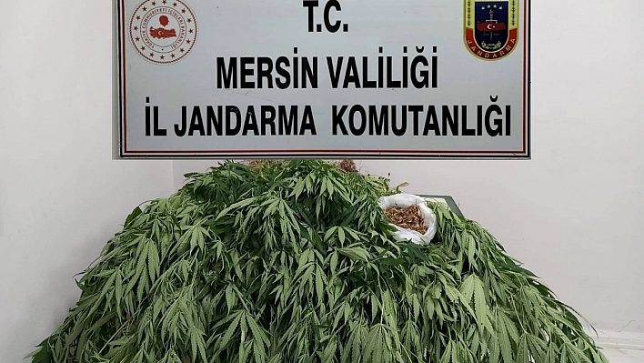 341 kök kenevir ele geçirildi