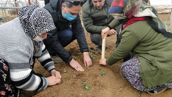 50 bin salep fidesi toprakla buluştu