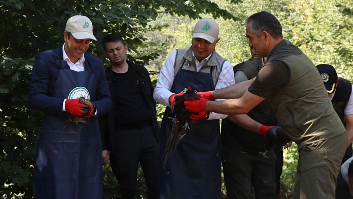 500 sülün doğa ile buluştu