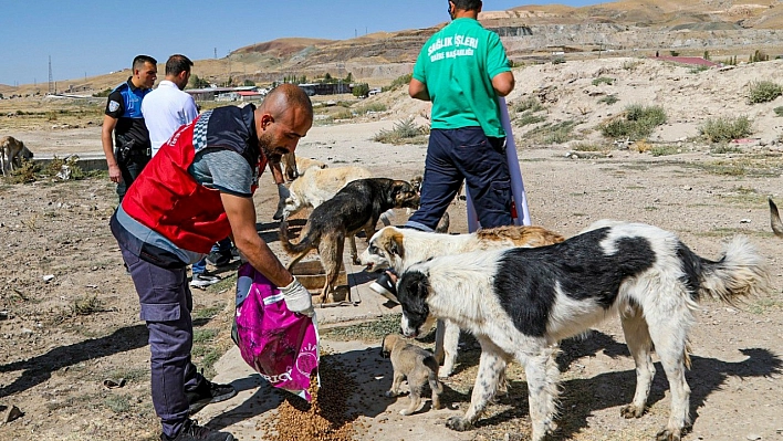 6 bin sokak hayvanı tedavi edildi