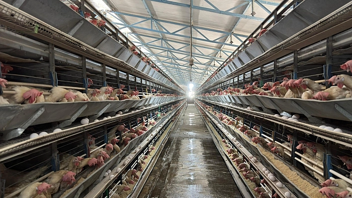80 bin adet tavuk bulunan işletmeye yeni tesis