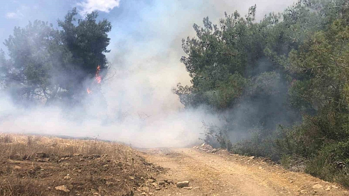 Adana'da orman yangını kontrol altına alındı