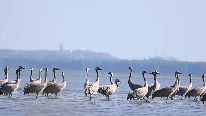 Adana'da Turna Kuşu Şöleni