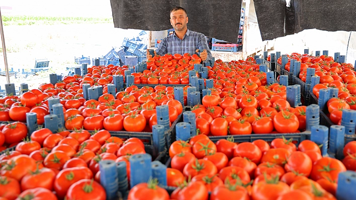 Adıyaman'da domates hasadı başladı