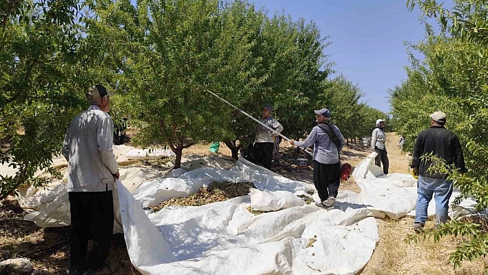 Adıyaman 20 bin ton rekolte bekliyor