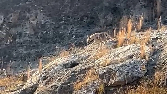 Adıyaman'da çizgili sırtlan görüldü