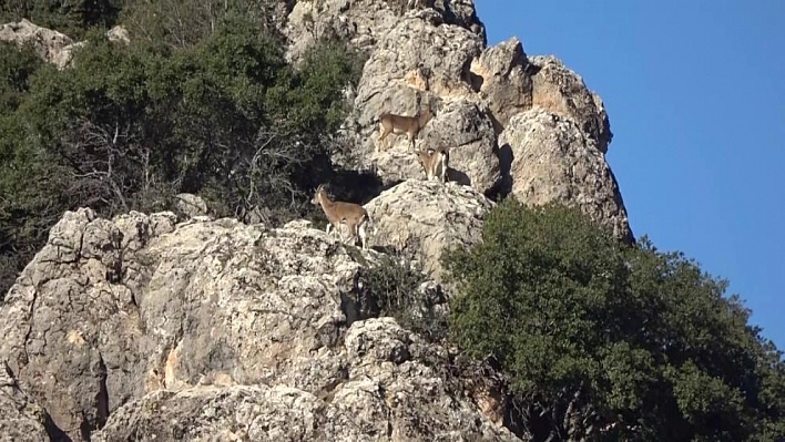 Adıyaman'da yaban keçilerinin popülasyonu çıkartıldı