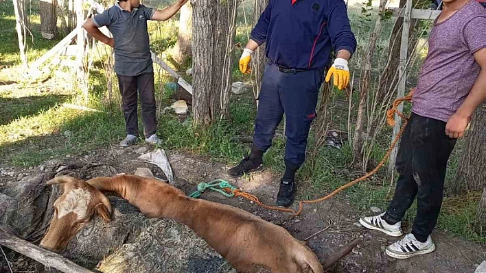 Ağrı'da itfaiye, yangın merdiveniyle ineği kurtardı