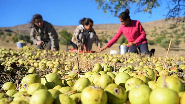 Ahlat Ağacında Armut Hasadı Başladı!