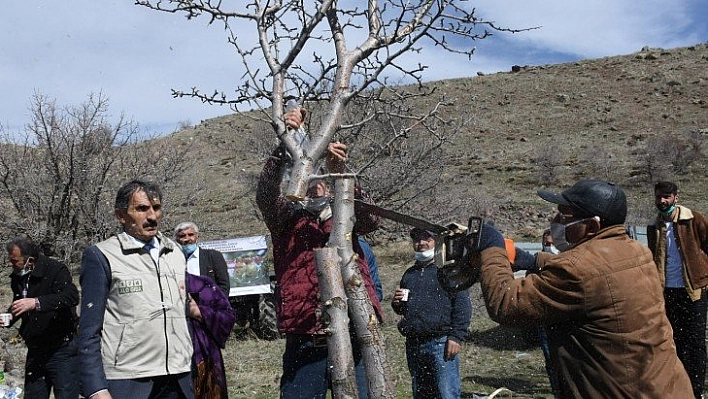 Ahlat ağaçları aşılanıyor