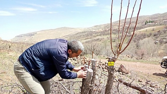 Akçadağ armudu yaygınlaşacak