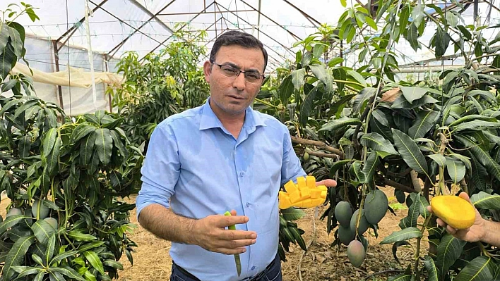 Alanya'da Mango Hasadı Sezonu Açıldı