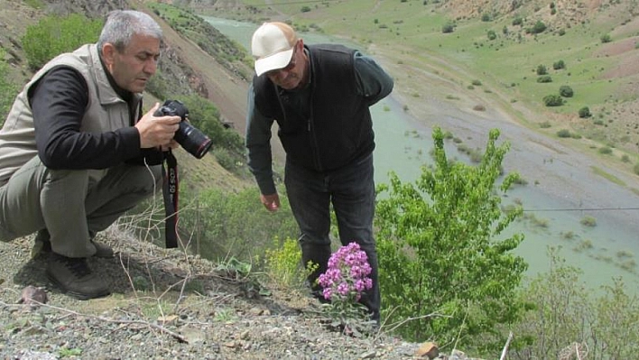 Allı Gelin bitkisi için izleme çalışması başlatıldı