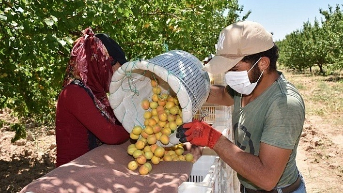 Kayısı hasadında son günler