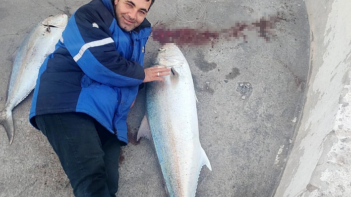 Amatör balıkçı bir metrelik iki dev balığı oltayla tek seferde yakaladı