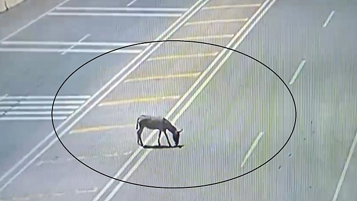 Ana yola çıkarak trafiği tehlikeye düşüren eşek koruma altına alındı