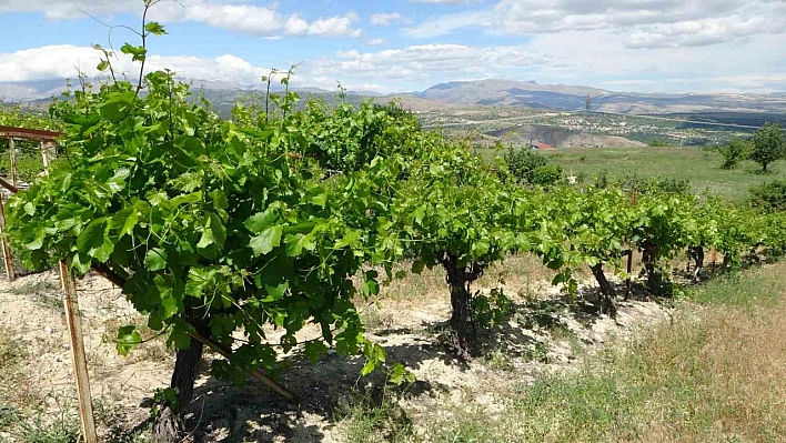 Malatya'da bağlardan üzüm değil, yaprak toplanıyor