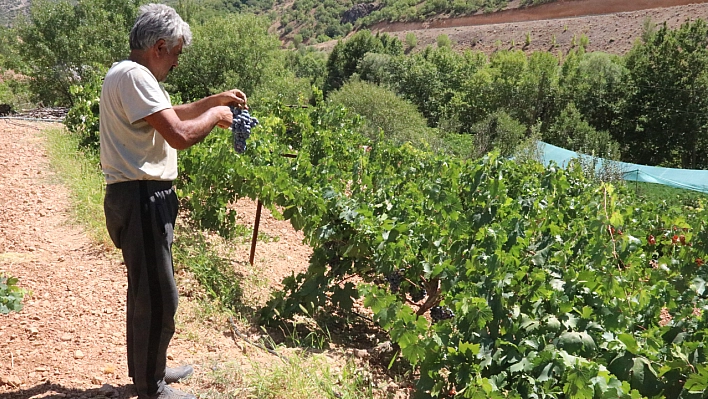 Arapgir'in tescilli ürünlerinde bereket: Üreticinin yüzü güldü!