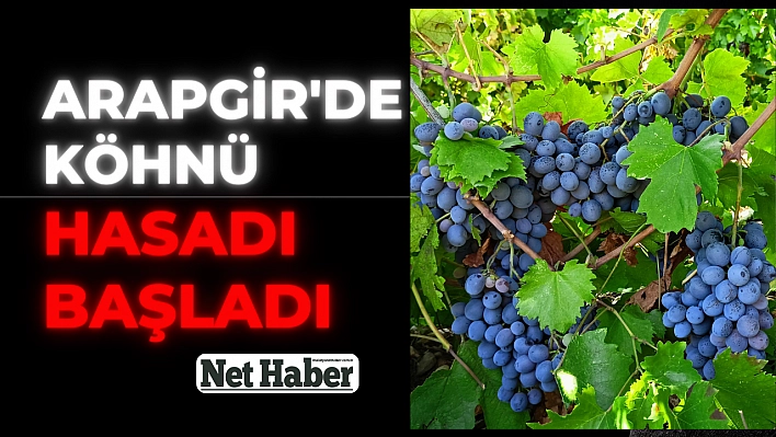 Arapgir'de köhnü hasadı başladı