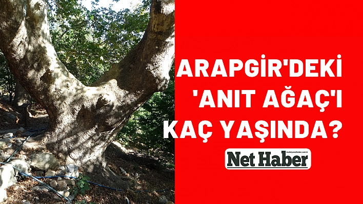 Arapgir'deki 'Anıt Ağaç'ı kaç yaşında