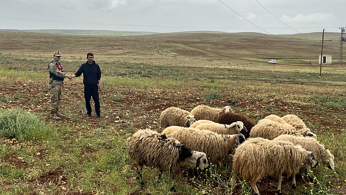 Arazide kaybolan hayvanları jandarma buldu