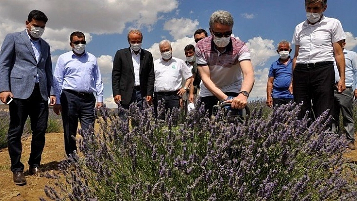 Lavanta hasat günü düzenlendi