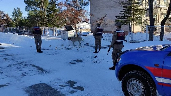 Sokak hayvanları unutulmadı