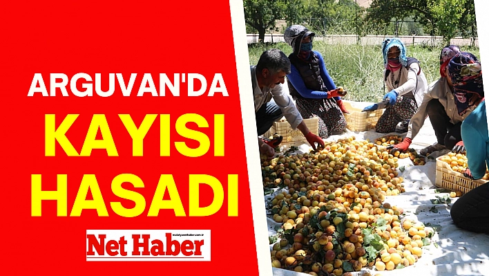 Arguvan'da kayısı hasadı