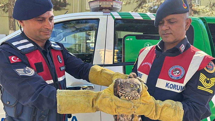 Malatya'da Yaralı Bulunan Kızıl Şahin Koruma Altına Alındı