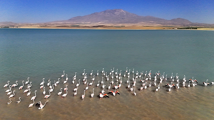 Arin Gölü'nde flamingoların Süphan Dağı eşliğinde mest eden dansı