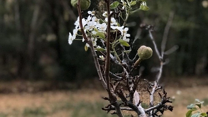 Armut ekimde çiçek açtı