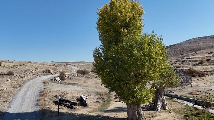 Asırlık Andon Kavakları