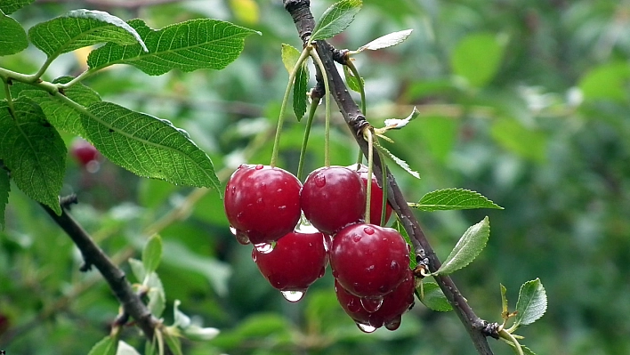 Avrupa'da yasak bizde onaylı! Dalbastı Kirazı için tehlike çanları mı çalıyor?