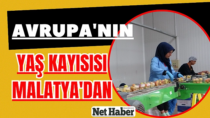 Avrupa'nın yaş kayısısı Malatya'dan