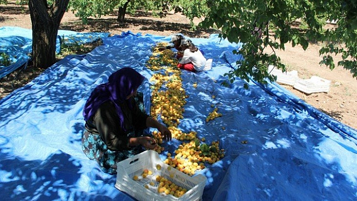 Avrupa'ya organik kayısı