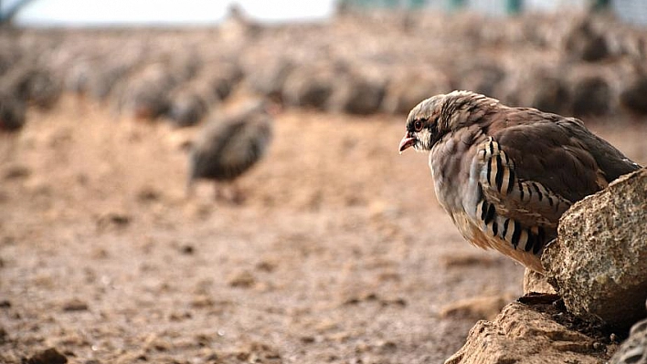 Malatya'dan 107 bin keklik 