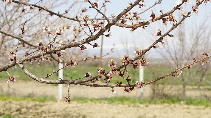 Üreticiye çil uyarısı