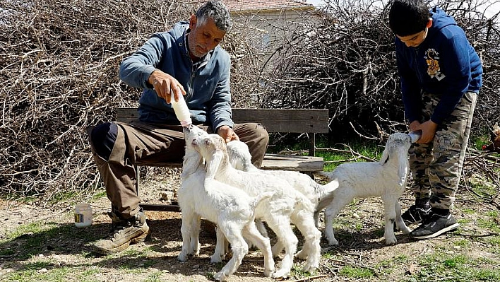 Oğlaklarına bebekler gibi bakıyor 