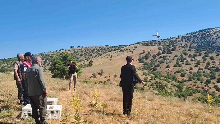 Aydıncık'ta 225 adet keklik doğaya salındı